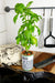 productImage-20581-easy-hydroponics-kit.jpg